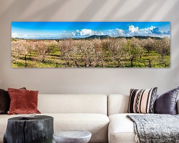 Spring landscape panorama with blooming almond trees on Mallorca island, Spain by Alex Winter