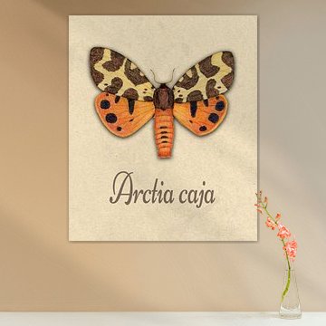 Brauner Bär Schmetterling Illustration