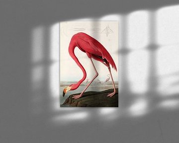 American Flamingo - Teylers Edition - Birds of America, John James Audubon sur Teylers Museum