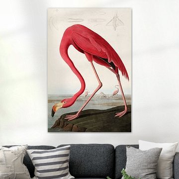 American Flamingo - Teylers Edition - Birds of America, John James Audubon (zonder witrand)