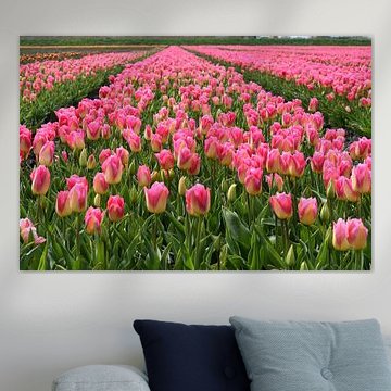 Tulip field with pink yellow tulips, some tulips still in bud