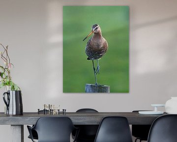Black-tailed godwit by Melissa Goedbloed