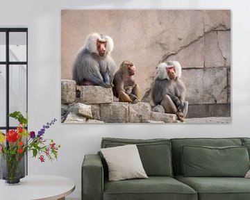 3 baboons