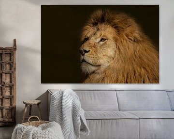 Lion, male, Panthera leo by Gert Hilbink