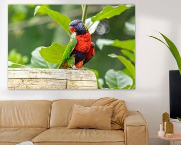 kleurrijke papegaaiachtige van Cindy van der Sluijs