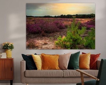 A colourful nature with heather and pines by Jolanda de Jong-Jansen