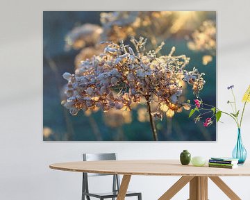 Mooi bevroren Hortensia bloemhoofd van Imladris Images