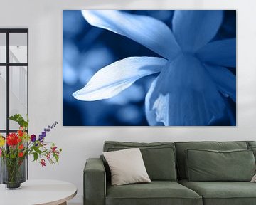Blau getönte abstrakte florale Narzisse von Imladris Images