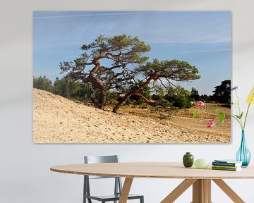 Un pin sylvestre au bord d'une galerie de sable sur Gerard de Zwaan