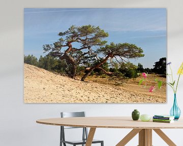 A Scots pine at the edge of a sand drift by Gerard de Zwaan