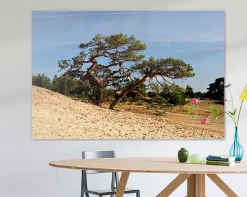 A Scots pine at the edge of a sand drift