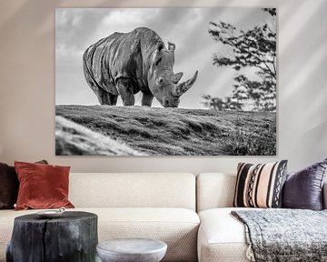 grazing rhino by Cindy van der Sluijs