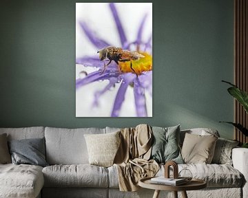 Insect met dauw van Monique Visser