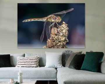 Dragonfly by Dennis Eckert