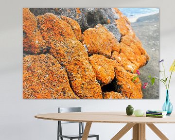 Orange Lichens: Tasman by The Book of Wandering