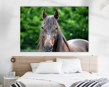 Vieux cheval brun sur Vrije Vlinder Fotografie