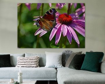 Pfau auf Echinacea-Blüte von Vrije Vlinder Fotografie