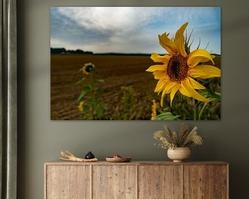 Sunflower in the wind by Michael van Eijk