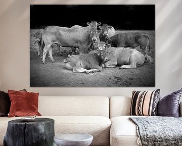 Groepsfoto Koeien in weiland van Tom Oosthout