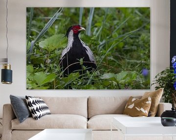 Broad-tailed pheasant, Lophura or pheasant chicken in green grass, black and white bird with red muz by Michael Semenov