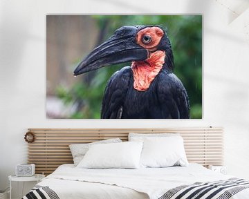 Vogel Zuidelijke grondneushoornvogel raaf met een lange snavel en zwarte definitie met een rood met  van Michael Semenov