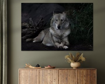 directe strenge blik van een strenge vrouwelijke wolf zittend in het midden van het frame, symmetris van Michael Semenov