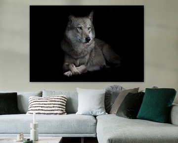 Strenge vrouwelijke wolf zittend gekruist been in nachtelijke duisternis, geïsoleerde zwarte achterg van Michael Semenov