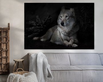Kalm vertrouwen van een liggende imposante she-wolf tegen de achtergrond van een nachtelijk bos (str van Michael Semenov