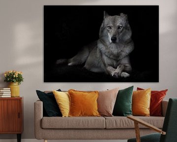 Directe aandachtige blik van een strenge zelfverzekerde she-wolf, torso recht volledig gezicht ligge van Michael Semenov