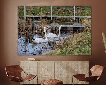 swans by Joop Kalshoven