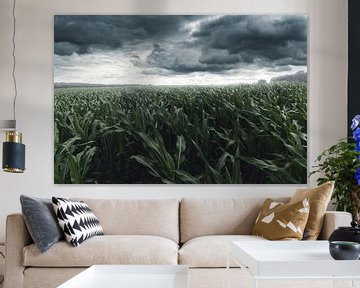 Corn field in front of gloomy clouds and in stormy weather by Besa Art