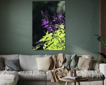 Mooie helder paarse Salvia Amistad bloemen van Imladris Images