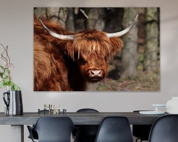 Scottish Highlander by Joke van Bemmel