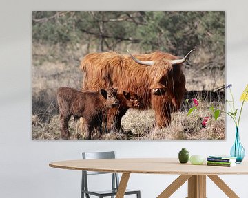 Schotse Hooglander met kalf van Joke van Bemmel