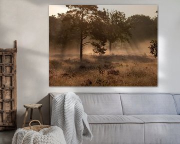 Bruyère, arbres, brouillard et rayons de soleil au lever du soleil sur Robin Jongerden