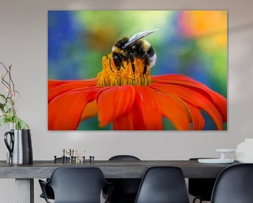 Bumblebee in summer on a flower with colorful background