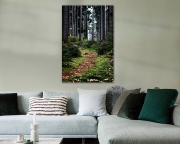 Forest path in Baden-württemberg with moss on the ground. Hiking and walking