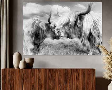 Two Scottish Highland Cattle by Daniela Beyer