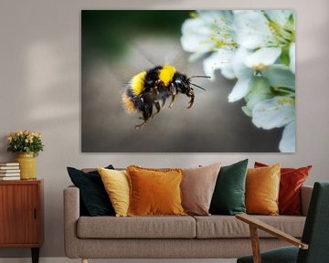 Fliegende Hummel beim Anflug auf Obstbaumblüte im Frühling