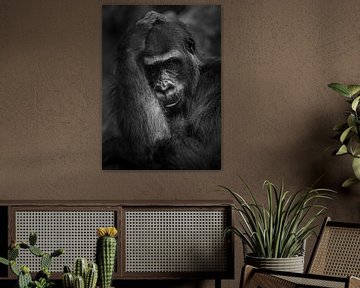 Portrait de gorille