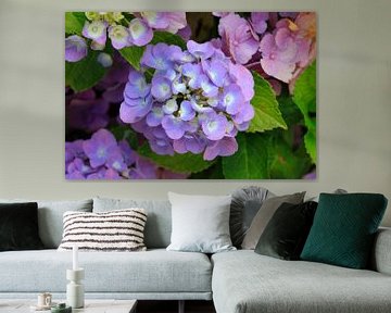 Hortensia's