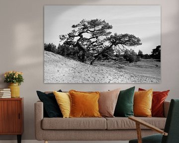 Scots pine on the edge of a sand drift in black and white