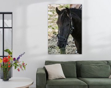 Le cheval noir