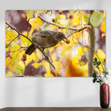 Blackbird on an ornamental apple tree with ripe fruits