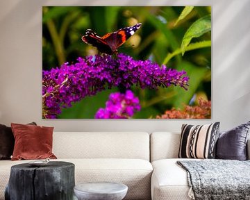 Atalanta (butterfly) on butterfly bush