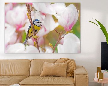 Blue tit in a magnolia in bloom by ManfredFotos