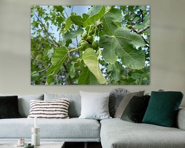 Fig tree in sunny Croatia by Heiko Kueverling