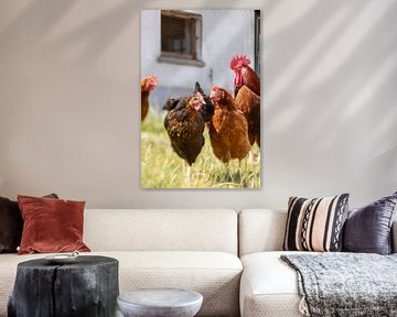 Rooster and chickens by Gabry Zijlstra