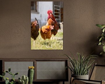 Rooster and chickens by Gabry Zijlstra