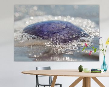 Jellyfish on the beach by Johanna Oud